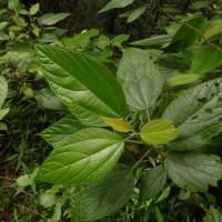Boehmeria depauperata Wedd.